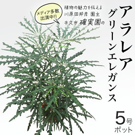 【ふるさと納税】アラレア グリーンエレガンス 5号ポット 1点 家庭 で 園芸 鉢植え 苗 庭木 果樹 ガーデニング 植物 確実園 観葉植物 インテリア 植木鉢