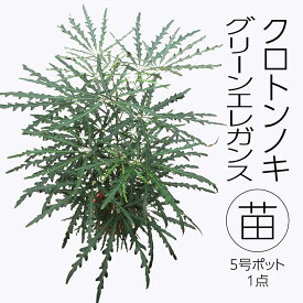 【ふるさと納税】クロトンノキ グリーンエレガンス 5号ポット 1点 家庭 で 園芸 鉢植え 苗 庭木 果樹 ガーデニング 植物 確実園 観葉植物 インテリア 植木鉢