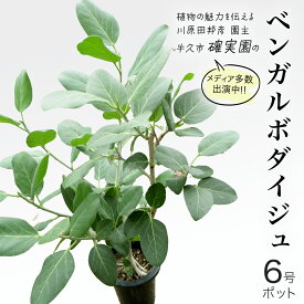 【ふるさと納税】ベンガルボダイジュ 6号ポット 1点 家庭 で 園芸 鉢植え 苗 庭木 果樹 ガーデニング 植物 確実園 観葉植物 インテリア 植木鉢