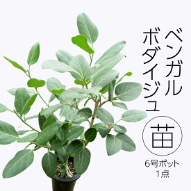 【ふるさと納税】ベンガルボダイジュ 6号ポット 1点 家庭 で 園芸 鉢植え 苗 庭木 果樹 ガーデニング 植物 確実園 観葉植物 インテリア 植木鉢
