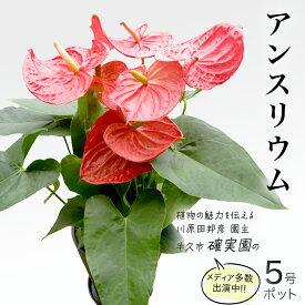 【ふるさと納税】アンスリウム 5号ポット 1点 家庭 で 園芸 鉢植え 苗 庭木 果樹 ガーデニング 植物 確実園 観葉植物 インテリア 植木鉢