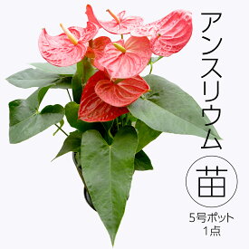 【ふるさと納税】アンスリウム 5号ポット 1点 家庭 で 園芸 鉢植え 苗 庭木 果樹 ガーデニング 植物 確実園 観葉植物 インテリア 植木鉢