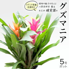 【ふるさと納税】グズマニア 5号ポット 1点 家庭 で 園芸 鉢植え 苗 庭木 果樹 ガーデニング 植物 確実園 観葉植物 インテリア 植木鉢