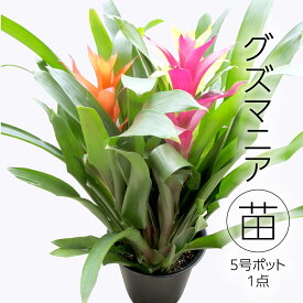 【ふるさと納税】グズマニア 5号ポット 1点 家庭 で 園芸 鉢植え 苗 庭木 果樹 ガーデニング 植物 確実園 観葉植物 インテリア 植木鉢