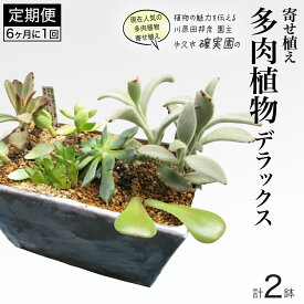 【ふるさと納税】寄せ植え 多肉植物 デラックス 【 半年に1回お届け（全2回お届け）】 植物 観葉植物 インテリア 多肉 定期便