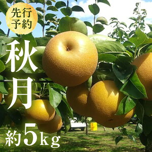 yӂ邳Ɣ[Łz y 2025N9{Jn z 錧Y  H i 5kg j 10`16 t[c ʕ Ȃ iV { VN Ԍ Â Y s\