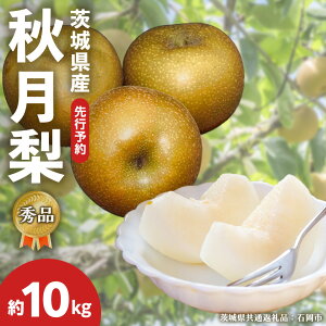 yӂ邳Ɣ[Łz s s\ t y Gi z 錧Y  H 10kg i錧ʕԗiFΉsj t[c ʕ Ȃ iV { VN { Ԍ Â Y y 2025N9{蔭Jn z