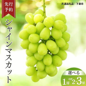 yӂ邳Ɣ[Łz_ Iׂe ^s s\ t VC}XJbg y2026N8{Jnz( ʕԗiFȎs ) 1[ 2~3[ t[c ʕ }XJbg Ԃǂ  uhE { Y 