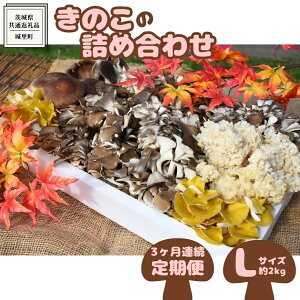 yӂ邳Ɣ[Łzy3ցẑ  lߍ킹 LTCY( 2kg ) i錧ʕԗiF闢j LmR Zbg  J[ _CGbg fgbNX oGeB Zbg VN