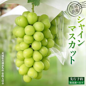 【ふるさと納税】 茨城県産 梨 シャインマスカット 選べる内容量 約 3kg ～約 5kg ( 茨城県共通返礼品 : 常陸太田市 ) 【 2026年 9月中旬頃より発送 】 シャインマスカット フルーツ ぶどう 葡萄 ブドウ マスカット 果物 期間限定 数量限定