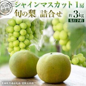 yӂ邳Ɣ[Łzy s\ z錧Y VC}XJbg1[Ə{̗lߍ킹  3kg ( 錧ʕԗi : 헤cs ) y 2025N 9 {蔭 z  iV Ȃ a VC}