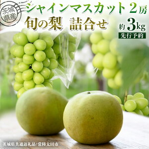 yӂ邳Ɣ[Łzy s\ z錧Y VC}XJbg2[Ə{̗lߍ킹  3kg ( 錧ʕԗi : 헤cs ) y 2025N 9{蔭 z  iV Ȃ a VC}X
