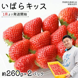 【ふるさと納税】【 先行予約 】 茨城県品種 いばら キッス 選べる 2パック または 4パック【 2026年1月から発送開始 】 ( 茨城県共通返礼品 : 常陸太田市 ) 選べる容量 4パック×1箱 または 2パック×1箱 いばらキッス いばらきっす