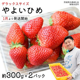 【ふるさと納税】【 先行予約 】 やよいひめ 特大 デラックス サイズ 選べる 2パック または 4パック 【 2025年1月から発送開始 】 ( 茨城県共通返礼品 : 常陸太田市 ) 選べる容量 約300g×2パック または 約300g×4パック