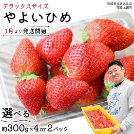 【ふるさと納税】【 先行予約 】 やよいひめ 特大 デラックス サイズ 選べる 2パック または 4パック 【 2025年1月から発送開始 】 ( 茨城県共通返礼品 : 常陸太田市 ) 選べる容量 約300g×2パック または 約300g×4パック
