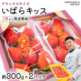 【ふるさと納税】【 先行予約 】 いばらキッス ( 2パック )　特大 デラックスサイズ 【 2027年1月から発送開始 】 （常陸太田市 共通返礼品 ) 約 300g × 2 パック いばらキッス いばらきっす 数量限定 果物 くだもの フルーツ 苺 イチゴ 期間限定