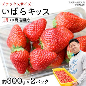【ふるさと納税】【 先行予約 】 いばらキッス ( 2パック )　特大 デラックスサイズ 【 2026年1月から発送開始 】 ( 茨城県共通返礼品 : 常陸太田市 ) 約 300g × 2 パック いばらキッス いばらきっす いちご 数量限定 果物 くだもの フルーツ 苺 イチゴ 期間限定