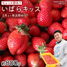 【ふるさと納税】【 先行予約 】《 いばらキッス 》ちょっと訳あり イチゴ たっぷり800g バラ詰め 《 2026年2月以降発送 》（茨城県共通返礼品／常陸太田市） 訳あり いちご 苺 高糖度 甘い 加工用 生食用 ジャム 製菓用 朝採れ 新鮮 数量限定 期間限定