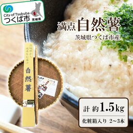 【ふるさと納税】自然薯 約1.5kg化粧箱入り（2～3本入） 満点自然薯 | 茨城県 つくば市 とろろ じねんじょ 山芋 健康食品 山菜 ナチュラルフード