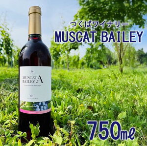 yӂ邳Ɣ[Łz2021΃Ci[ MUSCAT BAILEY A |   Ԃǂ uhE 錧 Ύs Ci[ C ԃC