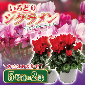 yӂ邳Ɣ[Łzyyʌzy11蔭JnzǂVN5-2Zbgy A  Mtg j i CeA  K[fziKAQ-7j