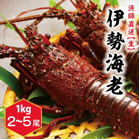 【ふるさと納税】【漁師直送／生】伊勢海老 1kg 2〜5尾　伊勢エビ　送料無料　茨城県　鹿嶋市　鹿嶋 (KBL-22)
