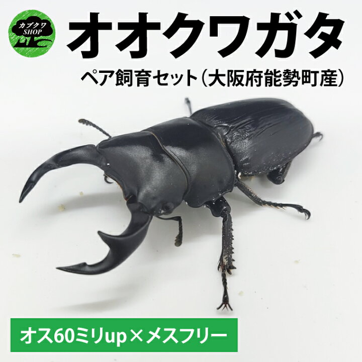 楽天市場】【ふるさと納税】【大阪府能勢町産ペア】【1セット限定  