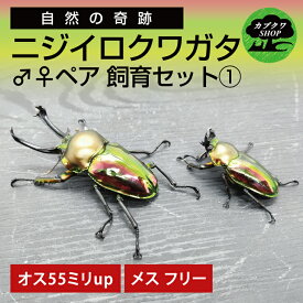 【ふるさと納税】 ニジイロクワガタ ペア飼育セット1 オスメス 成虫 クワガタ クワガタムシ 昆虫 虫 国産 飼育 セット 夏休み 自由研究 鹿嶋市 茨城県