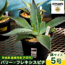 【ふるさと納税】 アガベ 多肉植物 アガベ・パリー×フレキシスピナ 観葉植物 自然 ガーデニング ガーデン 庭 植物 園芸 観賞用 植物 インテリア 多肉 アガベ 5号 鉢 ナチュラル