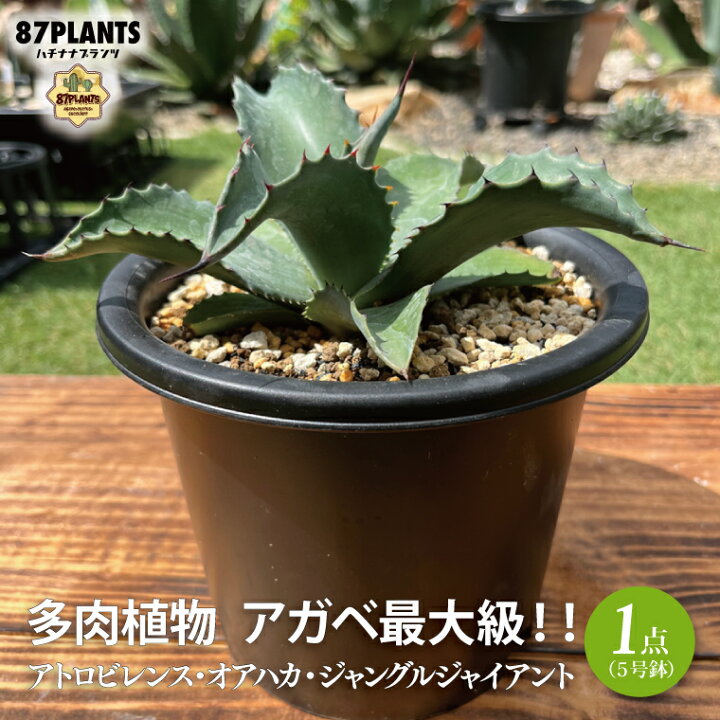 楽天市場】【ふるさと納税】【数量限定☆】多肉植物 アガベ最大級  