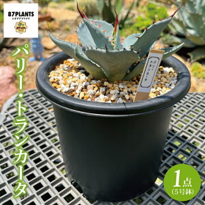 【ふるさと納税】パリー・トランカータ (KCP-4)