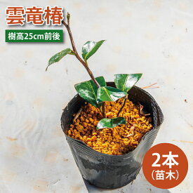 【ふるさと納税】【2025年9月以降発送】雲竜椿　苗木×2（樹高25cm前後）【雲竜椿 苗木 ツバキ 三河雲龍 盆栽 茨城県 鹿嶋市 50000円以内】（KDM-005）