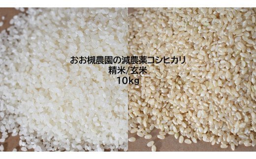 【ふるさと納税】KAG-23・KAG-24 おお槻農園の減農薬コシヒカリ（白米/玄米）10kg 玄米