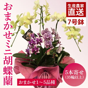 yӂ邳Ɣ[ŁzԔ_ƉII܂~jӒi5{񂹁jy  R`E Ӓ  bsO 蕨 v[g a j a ̓ ̓ hV̓ s 