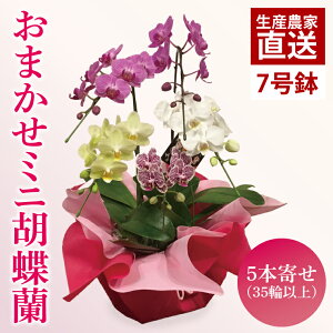 yӂ邳Ɣ[Łz܂~jӒi5{35ֈȏjy  R`E Ӓ  bsO 蕨 v[g a j a ̓ ̓ hV̓ s 錧ziK