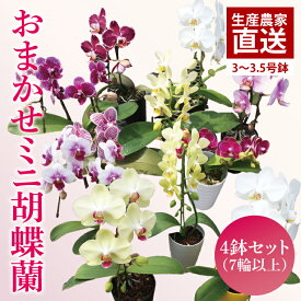 【ふるさと納税】おまかせミニ胡蝶蘭（単鉢・7輪以上）4鉢セット【お花 花 コチョウラン 胡蝶蘭 蘭 贈り物 プレゼント 誕生日 お祝い 誕生日 母の日 父の日 敬老の日 鹿嶋市 茨城県】（KAR-7）