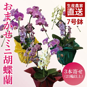 yӂ邳Ɣ[Łz܂~jӒi3{MIXjy  R`E Ӓ  bsO 蕨 v[g a j a ̓ ̓ hV̓ s 錧ziKAR-9j