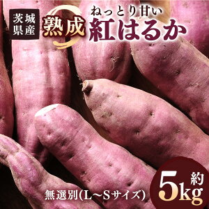 yӂ邳Ɣ[Łz ܂ ng͂邩 5kg I(L`STCY) 錧Y ˂Ƃ Â Ă w VՂ R̊Â XC[c  Tc}C 錧 s (A52-003)