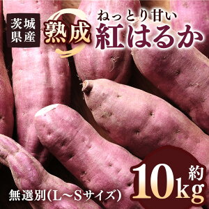 yӂ邳Ɣ[Łz ܂ ng͂邩 10kg I (L`STCY) 錧Y ˂Ƃ Â Ă w VՂ n R̊Â XC[c  Tc}C 錧 s (A52-001)