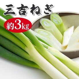 【ふるさと納税】 特選ネギ 約3kg ねぎ ネギ 葱 野菜 青果 三吉ねぎ 冷蔵 常陸大宮 茨城 小野瀬農園 【小野瀬農園】 【ho1415】