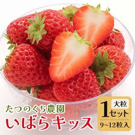 【ふるさと納税】いばらキッス1セット（大粒9～12粒） いちご イチゴ 苺 旬 フルーツ 青果 果物 デザート 茨城 冷蔵 5000円以下 【たつのくち農園】【ho1464】