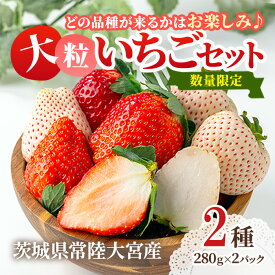 【ふるさと納税】＜先行予約受付中！2027年1月中旬以降順次発送予定＞ 大粒いちごセット 280g×2パック 送料無料 イチゴ 苺フルーツ 果物 くだもの デザート 茨城県 常陸大宮市 期間限定 先行予約【つづく農園】【ho1573】