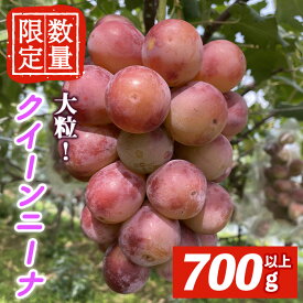 【ふるさと納税】＜先行予約受付中！2026年9月中旬以降順次発送＞ クイーンニーナ 1房 700g以上 クイーンニーナ ぶどう ブドウ 葡萄 フルーツ 果物 くだもの デザート 期間限定 先行予約 【舟ヶ作ぶどう園】【ho1724】