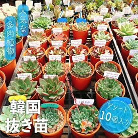 【ふるさと納税】韓国多肉植物抜き苗 10入りアソート詰め合わせ