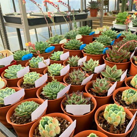 楽天市場 苗 多肉植物の通販