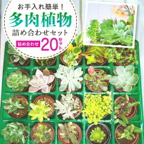 楽天市場】多肉 植物 20種の通販