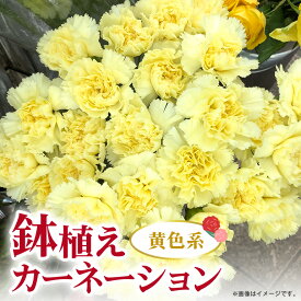【ふるさと納税】カーネーション 選べる4色 母の日への贈り物 プレゼント ギフト ピンク系 赤 オレンジ 黄色 花 アレンジ 鉢植え 5号 鉢 国産 花鉢 鉢花 フラワーアレンジメント 母の日 母の日ギフト フラワーギフト お祝い ははの日 記念日 送料無料