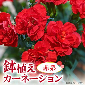 yӂ邳Ɣ[ŁzJ[l[V Iׂ4F sNn Ԍn IWn Fn ̓ւ̑蕨 v[g Mtg J[l[V  AW A 5  Y Ԕ  t[A