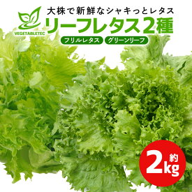 【ふるさと納税】リーフレタスセット 約2Kg 那珂市産 新鮮 レタス リーフレタス フリルレタス グリーンリーフ 無農薬 野菜 栽培期間中農薬不使用 詰め合わせ セット 水耕栽培 LED 栽培 ベジタブル 副菜 常備菜 サラダ ヴィーガン ヘルシー 送料無料