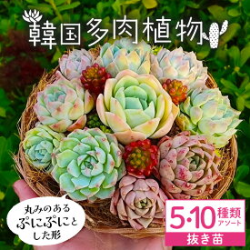 【ふるさと納税】韓国多肉植物 抜き苗 アソート 選べる 5種類 10種類 詰め合わせ 多肉植物 観葉植物 インテリア 寄せ植え 誕生日プレゼント オシャレ 多肉 観葉 おまかせ セット 植物 苗 種類 色々 ランダム 農園直送 栽培 ガーデニング 寄せ植え用 韓国苗 多肉専科 送料無料